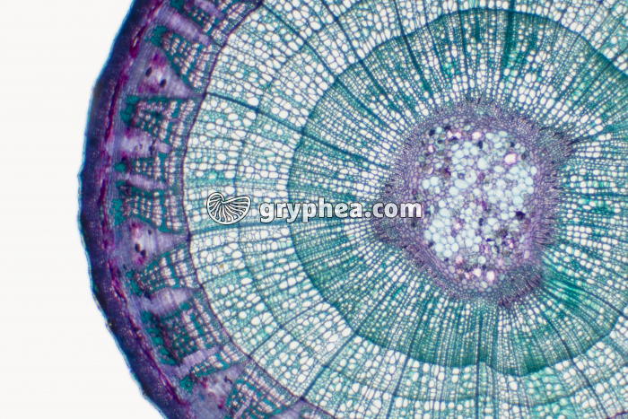 Tige de Tilleul de quelques années CT x12 - gryphea.com